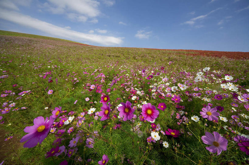 无人,横图,俯视,室外,白天,旅游,度假,自由,幸福,花海,花圃,美景,植物,叶子,日本,亚洲,盛开,景观,云,云朵,波斯菊,花蕾,云彩,娱乐,花,花瓣,花朵,花卉,鲜花,树,树木,粉色,蓝色,绿色,紫色,白色,白云,蓝天,天空,自然,花丛,花束,花田,天,花苞,花蕊,清洁,享受,休闲,菊花,景色,放松,大波斯菊,生长,晴朗,成长,吉祥,自然风光,东亚,本州,茨城,茨城县,关东地方,本州岛,日本国,高洁,秋英,格桑花,秋樱,扫帚梅,八瓣梅,初恋,多情,晴空,彩图,高角度拍摄,时光