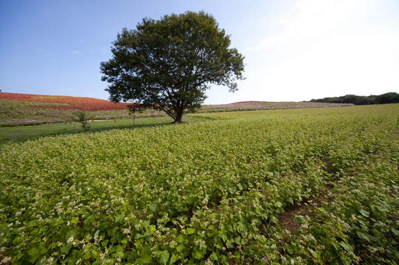 无人,农田,横图,室外,白天,正面,旅游,度假,庄稼,农作物,美景,植物,日本,亚洲,许多,阴影,光线,影子,景观,云,云朵,荞麦,云彩,娱乐,树,树木,蓝色,绿色,白云,蓝天,天空,阳光,自然,天,享受,休闲,景色,放松,生长,晴朗,成长,自然风光,东亚,日本国,晴空,彩图,耕地,庄稼田