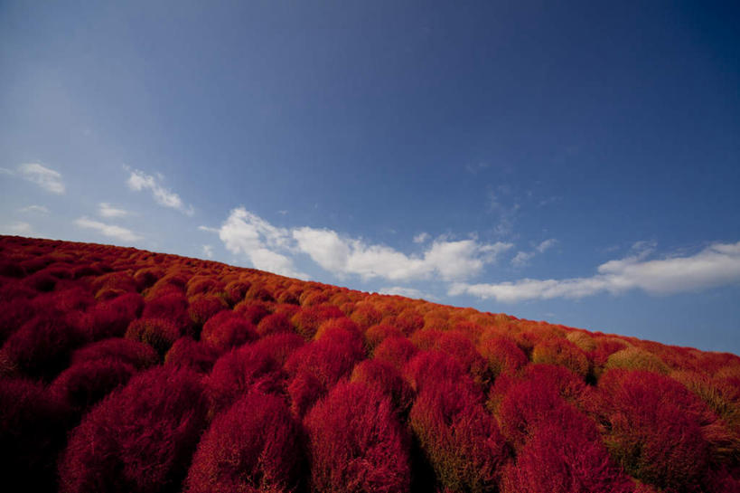 无人,横图,俯视,室外,白天,旅游,度假,花海,花圃,美景,植物,叶子,日本,亚洲,许多,盛开,地平线,景观,云,云朵,辽阔,地面,花蕾,云彩,娱乐,花,花瓣,花朵,花卉,鲜花,树,树木,红色,蓝色,绿色,白云,蓝天,天空,自然,花丛,花束,花田,天,花苞,花蕊,享受,休闲,广阔,景色,放松,生长,晴朗,成长,一望无际,自然风光,延伸,东亚,本州,茨城,茨城县,关东地方,本州岛,日本国,天地相交,地肤,地麦,扫帚菜,扫帚苗,无边无际,一马平川,晴空,彩图,高角度拍摄