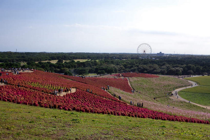 无人,横图,俯视,室外,白天,旅游,度假,花海,花圃,美景,植物,道路,路,公路,叶子,日本,亚洲,许多,盛开,景观,云,云朵,摩天轮,交通,花蕾,云彩,娱乐,花,花瓣,花朵,花卉,鲜花,树,树木,一个,红色,蓝色,绿色,白云,蓝天,天空,自然,花丛,花束,花田,天,花苞,花蕊,享受,休闲,景色,放松,生长,晴朗,单个,成长,自然风光,东亚,本州,费里斯大转轮,茨城,茨城县,关东地方,本州岛,日本国,地肤,地麦,扫帚菜,扫帚苗,晴空,马路,彩图,高角度拍摄