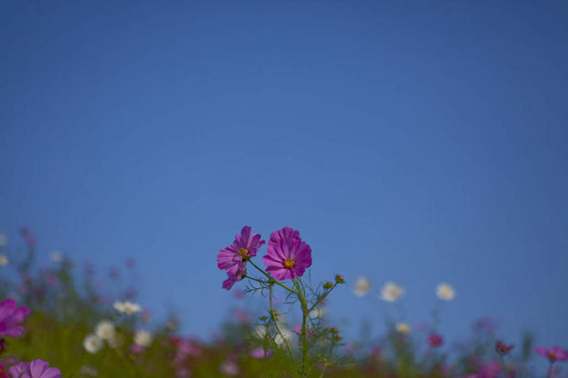 无人,横图,室外,特写,白天,正面,旅游,度假,自由,幸福,花海,花圃,美景,植物,叶子,日本,亚洲,朦胧,模糊,盛开,景观,云,云朵,波斯菊,花蕾,云彩,娱乐,花,花瓣,花朵,花卉,鲜花,树,树木,粉色,蓝色,绿色,紫色,白色,白云,蓝天,天空,自然,花丛,花束,花田,天,花苞,花蕊,清洁,享受,休闲,菊花,景色,放松,大波斯菊,生长,晴朗,成长,吉祥,自然风光,东亚,本州,茨城,茨城县,关东地方,本州岛,日本国,高洁,秋英,格桑花,秋樱,扫帚梅,八瓣梅,初恋,多情,晴空,彩图,时光
