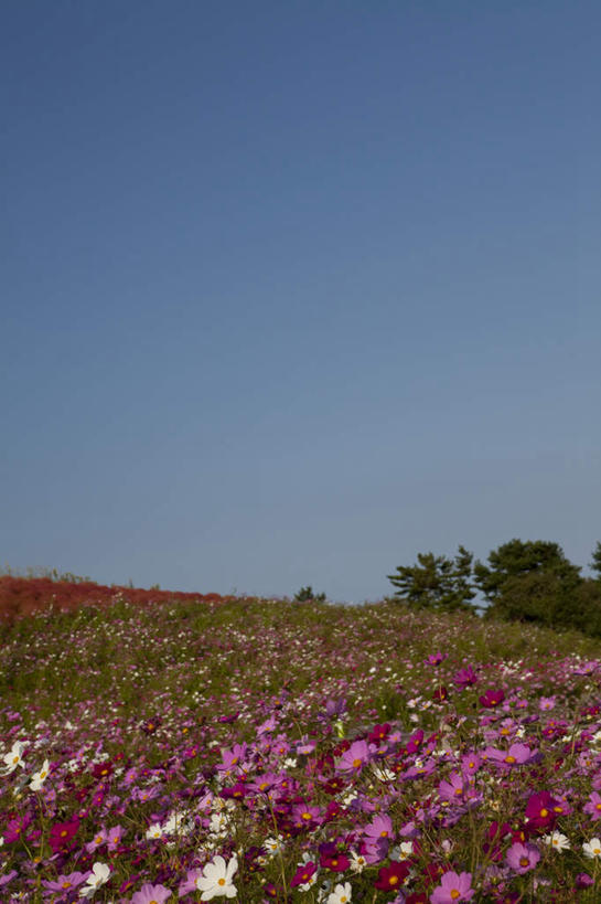 无人,竖图,俯视,室外,白天,旅游,度假,自由,幸福,花海,花圃,美景,植物,叶子,日本,亚洲,盛开,景观,云,云朵,波斯菊,花蕾,云彩,娱乐,花,花瓣,花朵,花卉,鲜花,树,树木,粉色,蓝色,绿色,紫色,白色,白云,蓝天,天空,自然,花丛,花束,花田,天,花苞,花蕊,清洁,享受,休闲,菊花,景色,放松,大波斯菊,生长,晴朗,成长,吉祥,自然风光,东亚,本州,茨城,茨城县,关东地方,本州岛,日本国,高洁,秋英,格桑花,秋樱,扫帚梅,八瓣梅,初恋,多情,晴空,彩图,高角度拍摄,时光