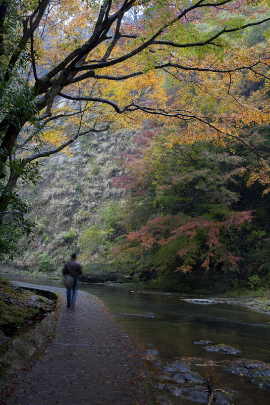 东方人,一个人,站,走,竖图,室外,白天,正面,旅游,度假,河流,美景,秋季,水,植物,日本,亚洲,仅一个男性,仅一个人,湍急,河水,景观,水流,千叶县,黄种人,娱乐,树,树木,仅一个年轻男性,绿色,自然,站着,享受,休闲,景色,放松,流动,生长,成长,自然风光,流淌,东亚,本州,关东地方,本州岛,日本国,千叶,男人,男性,年轻男性,亚洲人,秋,秋天,步行,散步,站立,走路,彩图,全身