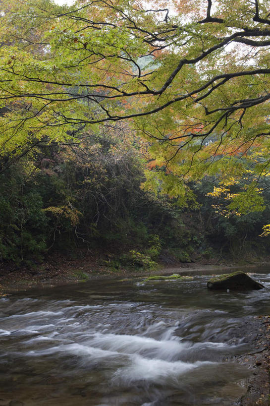 无人,竖图,室外,白天,正面,旅游,度假,河流,美景,秋季,水,植物,日本,亚洲,湍急,河水,景观,水流,千叶县,娱乐,树,树木,绿色,自然,享受,休闲,景色,放松,流动,生长,成长,自然风光,流淌,东亚,本州,关东地方,本州岛,日本国,千叶,秋,秋天,彩图
