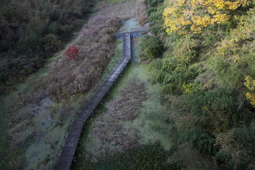 无人,横图,俯视,室外,白天,旅游,度假,美景,秋季,树林,植物,日本,亚洲,阴影,光线,木板,影子,景观,桥,木桥,千叶县,娱乐,栈桥,树,树木,绿色,阳光,自然,享受,休闲,景色,放松,生长,成长,人行桥,木板桥,沼泽,自然风光,东亚,本州,关东地方,本州岛,日本国,千叶,池沼,秋,秋天,彩图,高角度拍摄