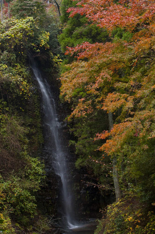 无人,竖图,室外,白天,正面,旅游,度假,河流,美景,瀑布,秋季,水,植物,日本,亚洲,飞溅,湍急,溅,液体,河水,景观,水滴,水流,千叶县,娱乐,水珠,树,树木,绿色,自然,享受,休闲,景色,放松,流动,生长,成长,喷洒,自然风光,流淌,东亚,本州,关东地方,本州岛,日本国,千叶,跌水,秋,秋天,彩图