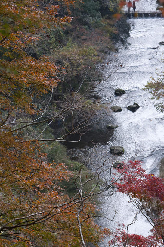 无人,竖图,俯视,室外,白天,旅游,度假,河流,美景,秋季,水,植物,叶子,日本,亚洲,许多,波纹,河水,景观,水流,枯叶,落叶,涟漪,千叶县,娱乐,树,树木,黄色,红色,蓝色,绿色,倒影,蓝天,水纹,天空,自然,波浪,天,享受,休闲,景色,放松,流动,生长,晴朗,成长,自然风光,流淌,东亚,本州,万里无云,关东地方,本州岛,日本国,水晕,千叶,叶,叶片,晴空,晴空万里,秋,秋天,彩图,高角度拍摄
