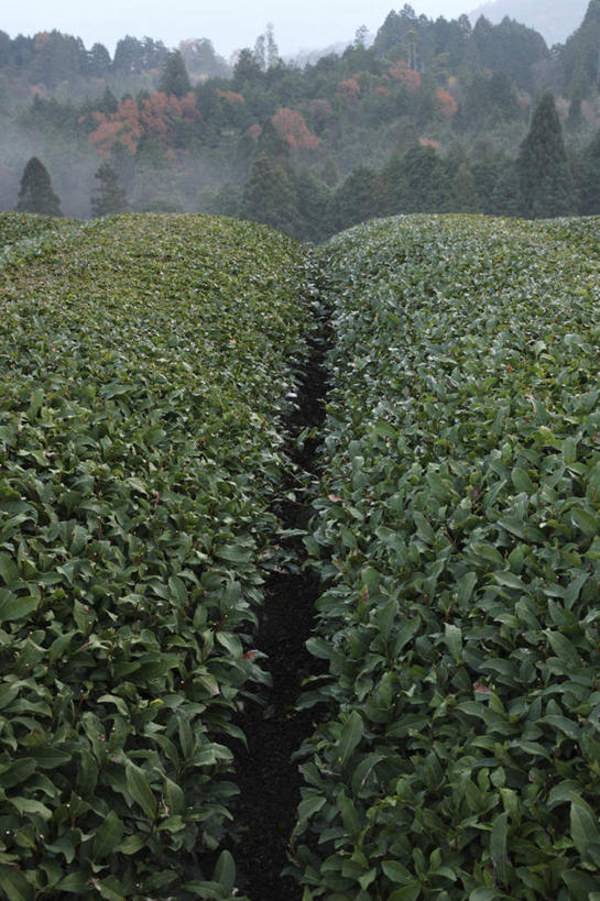 无人,农田,竖图,俯视,室外,白天,旅游,度假,幸福,庄稼,农作物,美景,秋季,树林,植物,茶,叶子,奈良县,日本,亚洲,许多,景观,茶叶,枯叶,落叶,娱乐,茶园,树,树木,红色,绿色,自然,享受,休闲,温馨,景色,放松,乐趣,生长,成长,提神,舒适,自然风光,醒脑,东亚,本州,本州岛,日本国,近畿地方,奈良,近畿,茶山,叶,叶片,秋,秋天,彩图,高角度拍摄,耕地,庄稼田