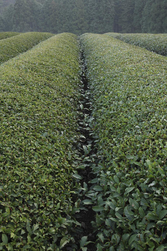 无人,农田,竖图,俯视,室外,白天,旅游,度假,幸福,庄稼,农作物,美景,秋季,树林,植物,茶,叶子,奈良县,日本,亚洲,许多,景观,茶叶,枯叶,落叶,娱乐,茶园,树,树木,红色,绿色,自然,享受,休闲,温馨,景色,放松,乐趣,生长,成长,提神,舒适,自然风光,醒脑,东亚,本州,本州岛,日本国,近畿地方,奈良,近畿,茶山,叶,叶片,秋,秋天,彩图,高角度拍摄,耕地,庄稼田