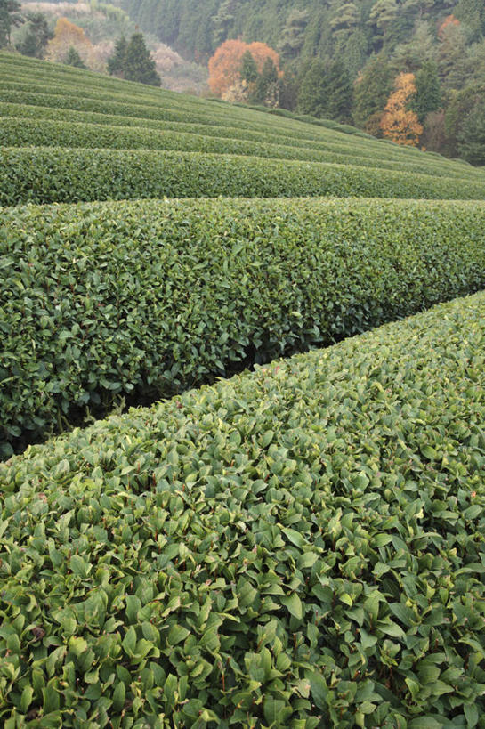 无人,农田,竖图,俯视,室外,白天,旅游,度假,幸福,庄稼,农作物,美景,秋季,树林,植物,茶,叶子,奈良县,日本,亚洲,许多,景观,茶叶,枯叶,落叶,娱乐,茶园,树,树木,红色,绿色,自然,享受,休闲,温馨,景色,放松,乐趣,生长,成长,提神,舒适,自然风光,醒脑,东亚,本州,本州岛,日本国,近畿地方,奈良,近畿,茶山,叶,叶片,秋,秋天,彩图,高角度拍摄,耕地,庄稼田