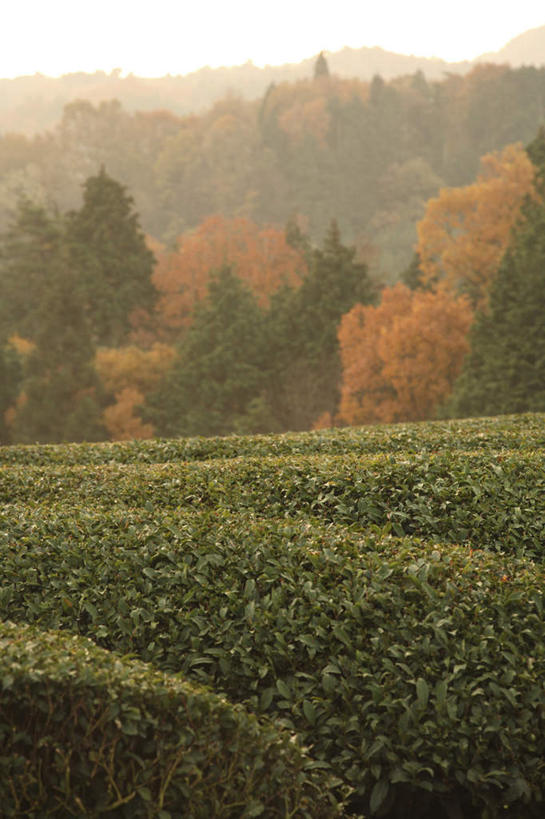 无人,农田,竖图,室外,白天,正面,旅游,度假,幸福,庄稼,农作物,美景,秋季,树林,植物,茶,叶子,奈良县,日本,亚洲,许多,阴影,光线,影子,景观,茶叶,枯叶,落叶,娱乐,茶园,树,树木,红色,蓝色,绿色,蓝天,天空,阳光,自然,天,享受,休闲,温馨,景色,放松,乐趣,生长,晴朗,成长,提神,舒适,自然风光,醒脑,东亚,本州,万里无云,本州岛,日本国,近畿地方,奈良,近畿,茶山,叶,叶片,晴空,晴空万里,秋,秋天,彩图,耕地,庄稼田