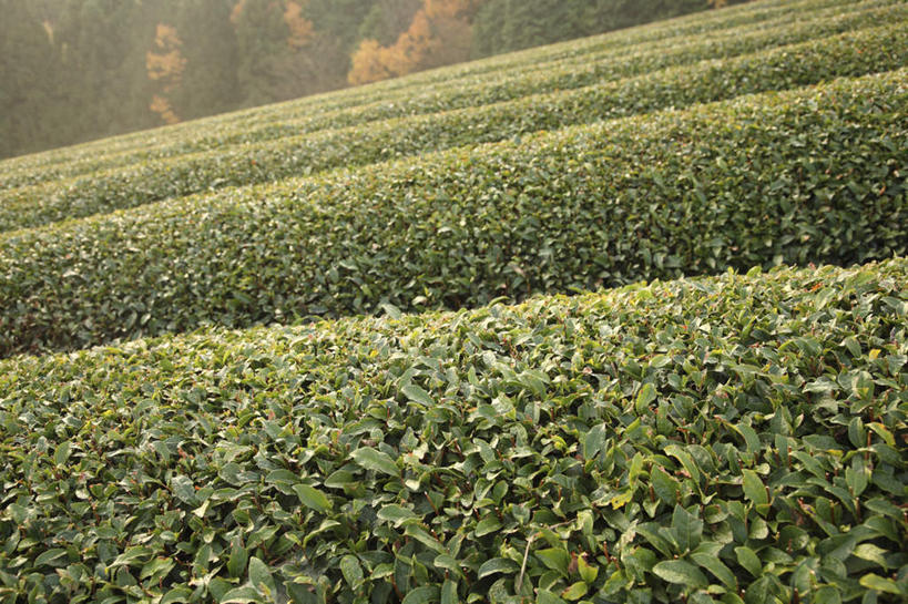 无人,农田,横图,室外,白天,正面,旅游,度假,幸福,庄稼,农作物,美景,秋季,树林,植物,茶,叶子,奈良县,日本,亚洲,许多,阴影,光线,影子,景观,茶叶,枯叶,落叶,娱乐,茶园,树,树木,红色,绿色,阳光,自然,享受,休闲,温馨,景色,放松,乐趣,生长,成长,提神,舒适,自然风光,醒脑,东亚,本州,本州岛,日本国,近畿地方,奈良,近畿,茶山,叶,叶片,秋,秋天,彩图,耕地,庄稼田