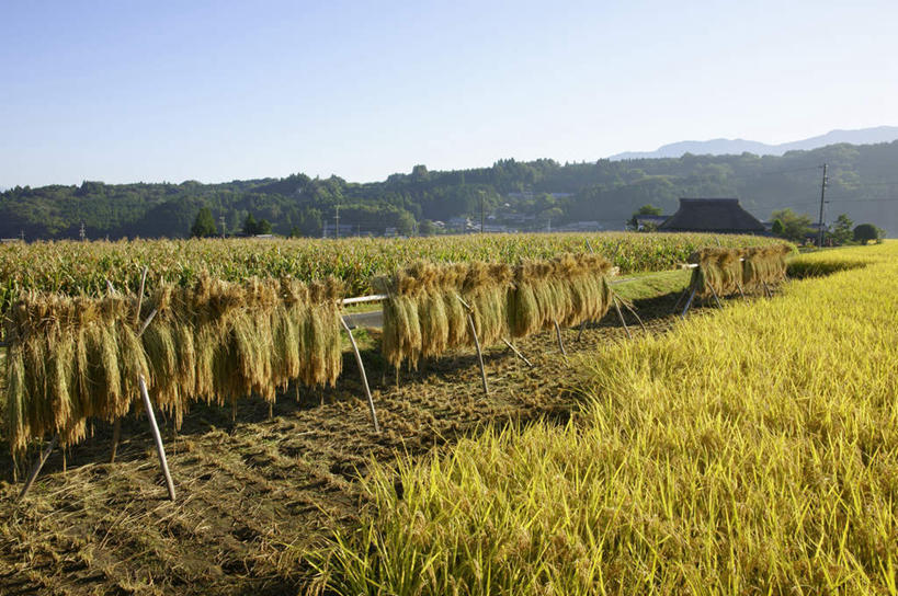 无人,家,农田,横图,室外,白天,正面,旅游,度假,农业,庄稼,农作物,石头,美景,山,山脉,树林,植物,道路,路,日本,亚洲,许多,阴影,电力,光线,电线,电线杆,石子,线,影子,房屋,屋子,稻田,景观,山顶,山峰,小路,电能,交通,山峦,线路,娱乐,楼房,住宅,树,树木,蓝色,绿色,蓝天,天空,阳光,自然,群山,天,享受,休闲,景色,放松,生长,晴朗,成长,电,电源,自然风光,能量,东亚,沉积岩,本州,万里无云,本州岛,日本国,中部地方,岐阜,岐阜县,颠峰,极峰,水成岩,石块,岩石,晴空,晴空万里,彩图,耕地,庄稼田,房子