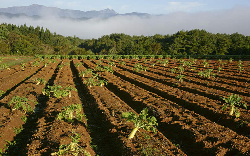 无人,农田,横图,室外,白天,正面,旅游,度假,庄稼,农作物,石头,美景,山,山脉,树林,植物,雾,萝卜,胡萝卜,日本,亚洲,一排,阴影,朦胧,模糊,整齐,光线,石子,影子,景观,山顶,山峰,田地,云,云朵,山峦,云彩,娱乐,树,树木,排列,蓝色,绿色,白云,蓝天,天空,阳光,自然,群山,天,享受,休闲,景色,放松,生长,晴朗,成长,迷雾,队列,自然风光,东亚,沉积岩,本州,本州岛,日本国,中部地方,岐阜,岐阜县,颠峰,极峰,水成岩,石块,岩石,大雾,晴空,红萝卜,甘荀,彩图,耕地,庄稼田