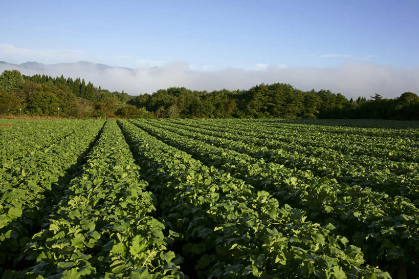 无人,农田,横图,室外,白天,正面,旅游,度假,庄稼,农作物,石头,美景,山,山脉,树林,植物,雾,萝卜,胡萝卜,日本,亚洲,一排,阴影,朦胧,模糊,整齐,光线,石子,影子,景观,山顶,山峰,田地,云,云朵,山峦,云彩,娱乐,树,树木,排列,蓝色,绿色,白云,蓝天,天空,阳光,自然,群山,天,享受,休闲,景色,放松,生长,晴朗,成长,迷雾,队列,自然风光,东亚,沉积岩,本州,本州岛,日本国,中部地方,岐阜,岐阜县,颠峰,极峰,水成岩,石块,岩石,大雾,晴空,红萝卜,甘荀,彩图,耕地,庄稼田