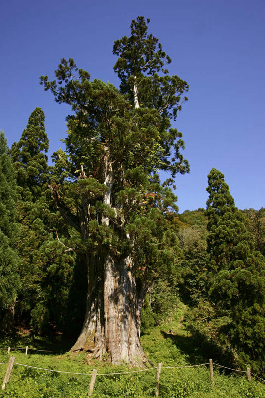 无人,栏杆,竖图,室外,白天,正面,旅游,度假,草地,美景,植物,日本,亚洲,阴影,光线,影子,栅栏,景观,篱笆,围栏,雪松,娱乐,护栏,草,树,树木,蓝色,绿色,蓝天,天空,阳光,自然,天,享受,休闲,景色,放松,生长,晴朗,成长,自然风光,东亚,本州,万里无云,本州岛,日本国,中部地方,岐阜,岐阜县,晴空,晴空万里,彩图