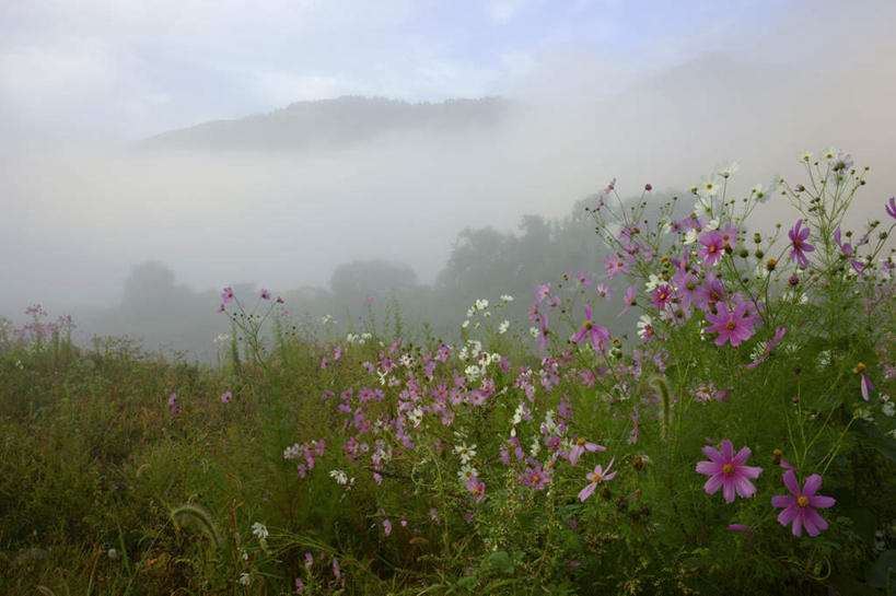 无人,横图,室外,白天,正面,旅游,度假,自由,幸福,草地,草坪,花海,花圃,石头,美景,山,山脉,植物,雾,叶子,日本,亚洲,许多,阴影,朦胧,模糊,盛开,光线,石子,影子,景观,山顶,山峰,云,云朵,波斯菊,山峦,花蕾,云彩,娱乐,草,花,花瓣,花朵,花卉,鲜花,蓝色,绿色,白云,蓝天,天空,阳光,自然,花丛,花束,花田,群山,天,花苞,花蕊,清洁,享受,休闲,菊花,景色,放松,大波斯菊,晴朗,吉祥,迷雾,自然风光,东亚,沉积岩,本州,本州岛,日本国,中部地方,岐阜,岐阜县,高洁,秋英,格桑花,秋樱,扫帚梅,八瓣梅,初恋,多情,颠峰,极峰,水成岩,石块,岩石,大雾,晴空,彩图,时光