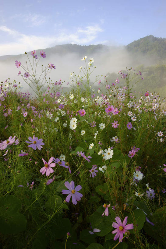 无人,竖图,室外,白天,正面,旅游,度假,自由,幸福,草地,草坪,花海,花圃,石头,美景,山,山脉,植物,雾,叶子,日本,亚洲,许多,阴影,朦胧,模糊,盛开,光线,石子,影子,景观,山顶,山峰,云,云朵,波斯菊,山峦,花蕾,云彩,娱乐,草,花,花瓣,花朵,花卉,鲜花,蓝色,绿色,白云,蓝天,天空,阳光,自然,花丛,花束,花田,群山,天,花苞,花蕊,清洁,享受,休闲,菊花,景色,放松,大波斯菊,晴朗,吉祥,迷雾,自然风光,东亚,沉积岩,本州,本州岛,日本国,中部地方,岐阜,岐阜县,高洁,秋英,格桑花,秋樱,扫帚梅,八瓣梅,初恋,多情,颠峰,极峰,水成岩,石块,岩石,大雾,晴空,彩图,时光