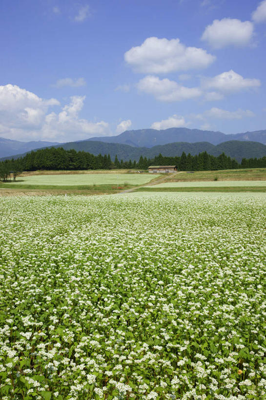无人,家,农田,竖图,室外,白天,正面,旅游,度假,农业,庄稼,农作物,石头,美景,山,山脉,植物,日本,亚洲,阴影,光线,石子,影子,房屋,屋子,景观,山顶,山峰,云,云朵,山峦,云彩,娱乐,楼房,住宅,树,树木,蓝色,绿色,白云,蓝天,天空,阳光,自然,群山,天,享受,休闲,景色,放松,生长,晴朗,成长,自然风光,东亚,沉积岩,本州,本州岛,日本国,中部地方,岐阜,岐阜县,颠峰,极峰,水成岩,石块,岩石,晴空,彩图,耕地,庄稼田,房子