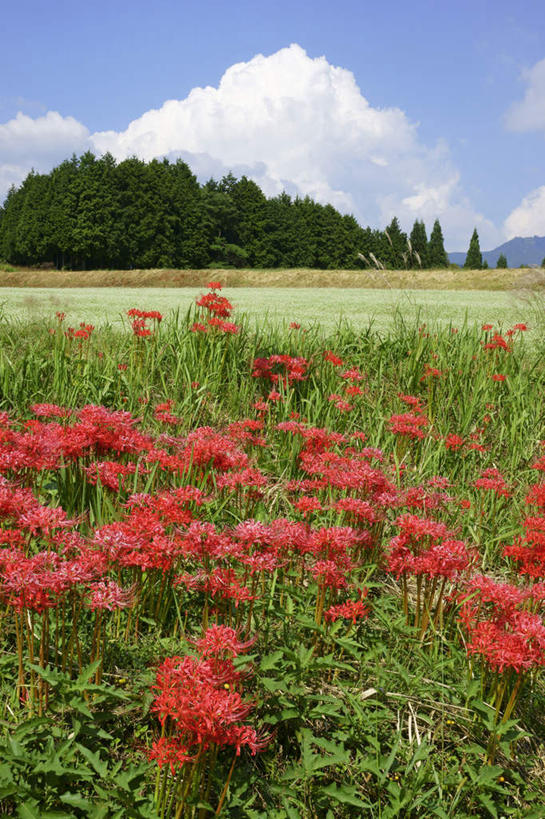 无人,农田,竖图,室外,白天,正面,旅游,度假,农业,庄稼,农作物,美景,植物,日本,亚洲,阴影,光线,影子,稻田,景观,云,云朵,朱顶红,云彩,娱乐,树,树木,蓝色,绿色,白云,蓝天,天空,阳光,自然,天,享受,休闲,景色,放松,生长,晴朗,成长,百枝莲,柱顶红,孤挺花,华胄兰,对红,自然风光,东亚,本州,本州岛,日本国,中部地方,岐阜,岐阜县,晴空,彩图,耕地,庄稼田