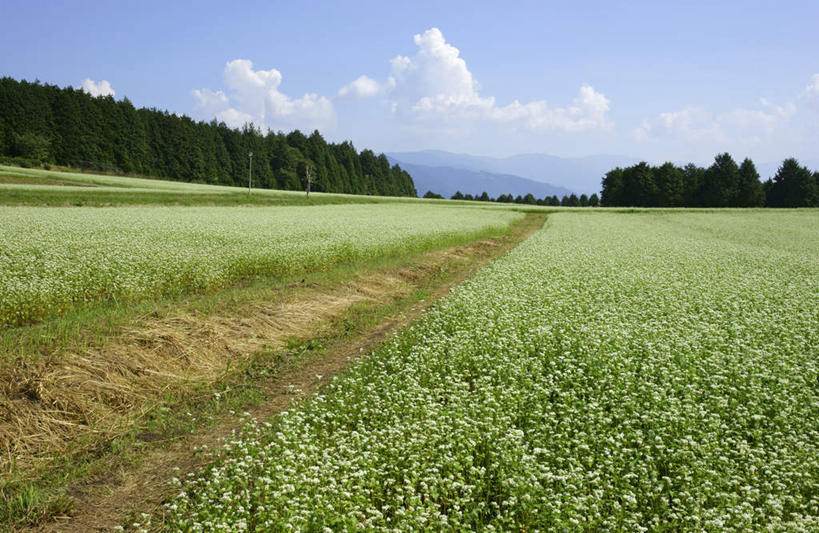 无人,农田,横图,室外,白天,正面,旅游,度假,农业,庄稼,农作物,石头,美景,山,山脉,植物,道路,路,日本,亚洲,一根,阴影,电力,光线,电线,电线杆,石子,线,影子,景观,山顶,山峰,云,云朵,小路,电能,交通,山峦,线路,云彩,娱乐,稻草人,树,树木,一个,蓝色,绿色,白云,蓝天,天空,阳光,自然,群山,天,享受,休闲,景色,放松,乡间小路,生长,晴朗,单个,成长,电,电源,自然风光,能量,东亚,沉积岩,本州,本州岛,日本国,中部地方,岐阜,岐阜县,颠峰,极峰,水成岩,石块,岩石,晴空,彩图,耕地,庄稼田