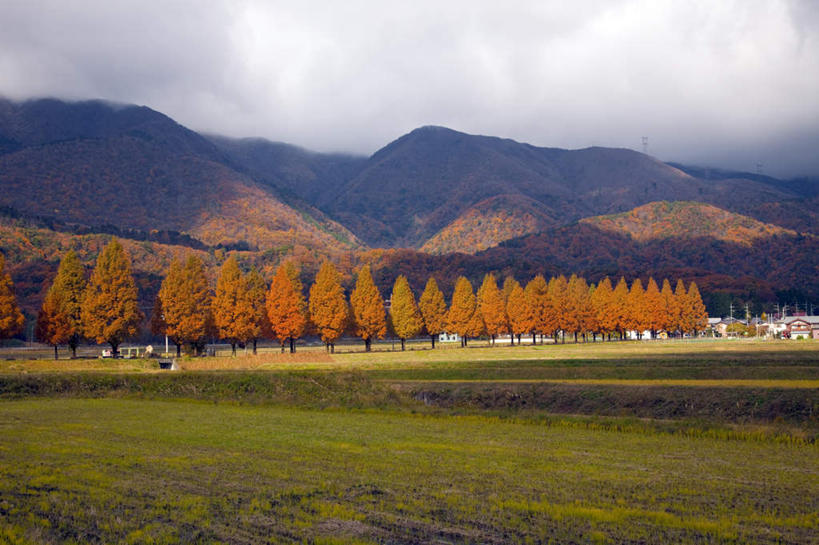 无人,家,农田,横图,室外,白天,正面,旅游,度假,农业,庄稼,农作物,石头,美景,秋季,山,山脉,植物,叶子,日本,亚洲,一排,许多,阴影,整齐,电力,光线,电线,电线杆,石子,线,影子,房屋,屋子,稻田,景观,山顶,山峰,云,云朵,枯叶,落叶,电能,山峦,线路,云彩,娱乐,楼房,住宅,树,树木,排列,黄色,红色,蓝色,绿色,白云,蓝天,天空,阳光,自然,群山,天,享受,休闲,景色,放松,生长,晴朗,成长,电,电源,队列,自然风光,能量,东亚,沉积岩,本州,本州岛,日本国,近畿地方,近畿,滋贺,滋贺县,颠峰,极峰,水成岩,叶,叶片,石块,岩石,晴空,秋,秋天,彩图,耕地,庄稼田,房子