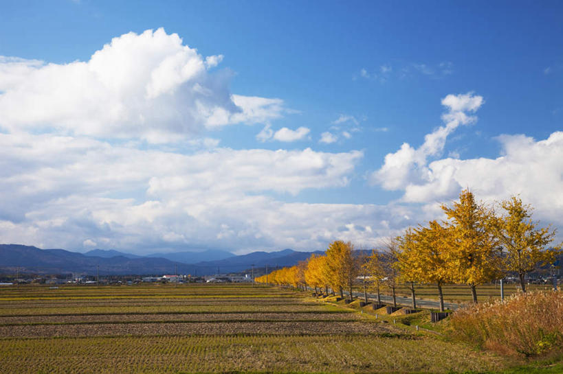 无人,家,农田,横图,室外,白天,正面,旅游,度假,农业,庄稼,农作物,石头,美景,秋季,山,山脉,植物,道路,路,公路,叶子,日本,亚洲,一排,阴影,整齐,光线,石子,影子,房屋,屋子,稻田,景观,山顶,山峰,云,云朵,枯叶,落叶,交通,山峦,云彩,娱乐,楼房,住宅,树,树木,排列,黄色,红色,蓝色,绿色,白云,蓝天,天空,阳光,自然,群山,天,享受,休闲,景色,放松,生长,晴朗,成长,队列,自然风光,东亚,沉积岩,本州,本州岛,日本国,近畿地方,近畿,滋贺,滋贺县,颠峰,极峰,水成岩,叶,叶片,石块,岩石,晴空,秋,秋天,马路,彩图,耕地,庄稼田,房子