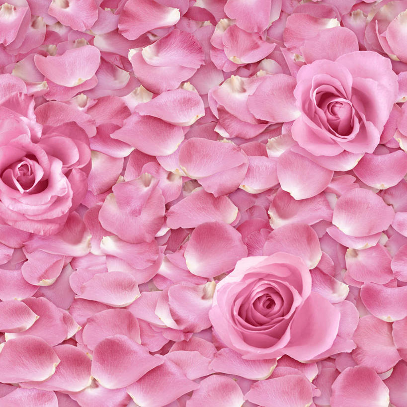 无人,方图,插画,室内,白天,正面,爱情,幸福,纯洁,热情,数码,科技,玫瑰,一堆,许多,阴影,堆叠,堆积,盛开,网络,玫瑰花,高光,几何,计算机图形,浪漫,合成,花蕾,图画,画,花,花瓣,花朵,鲜花,排列,粉色,花苞,花蕊,温暖,温馨,恩爱,堆,电脑合成图,数码合成图,和睦,队列,感动,漫画,写实,具体,具象,尊敬,天真,刺玫花,徘徊花,墙纸,彩图,融洽