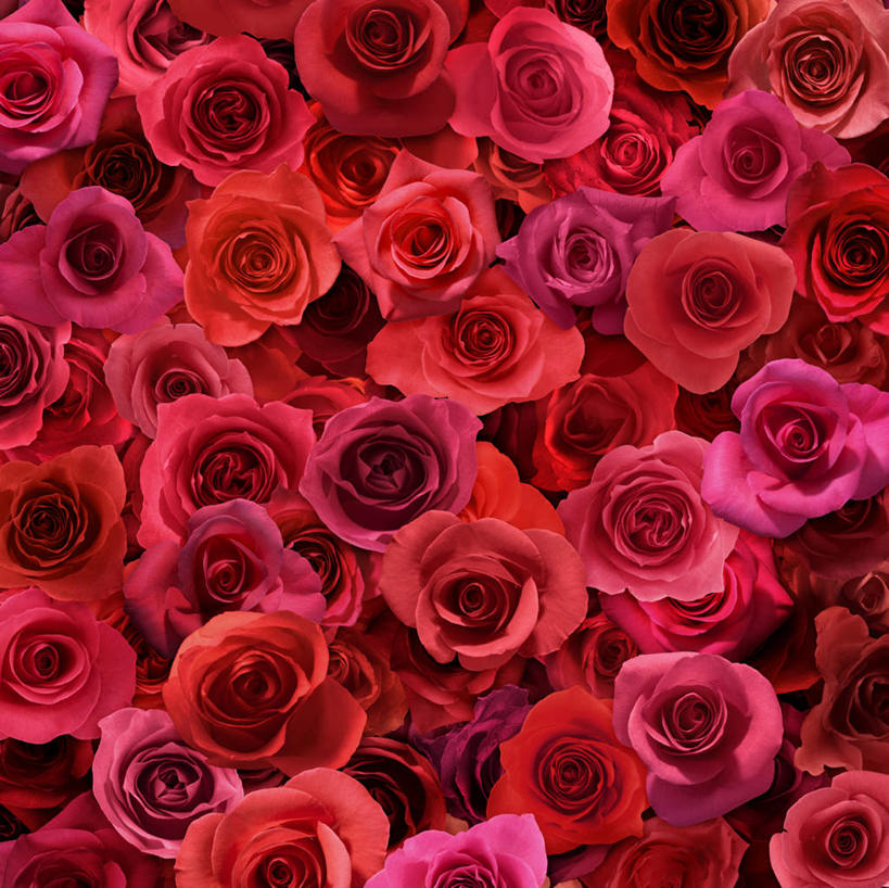 无人,横图,插画,室内,白天,正面,爱情,幸福,纯洁,热情,数码,科技,玫瑰,许多,阴影,盛开,网络,玫瑰花,高光,几何,计算机图形,浪漫,合成,花蕾,图画,画,花,花瓣,花朵,鲜花,排列,红色,紫色,花苞,花蕊,温暖,温馨,恩爱,电脑合成图,数码合成图,和睦,队列,感动,漫画,写实,具体,具象,尊敬,天真,刺玫花,徘徊花,墙纸,彩图,融洽