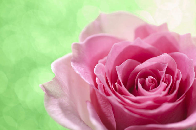 无人,横图,俯视,室内,特写,白天,爱情,幸福,纯洁,热情,玫瑰,许多,绿色背景,阴影,盛开,反射,影子,玫瑰花,浪漫,花蕾,花,花瓣,花朵,鲜花,粉色,花苞,花蕊,温暖,温馨,恩爱,摄影,影棚,和睦,感动,尊敬,天真,刺玫花,徘徊花,彩图,高角度拍摄,影棚拍摄,拍摄,融洽