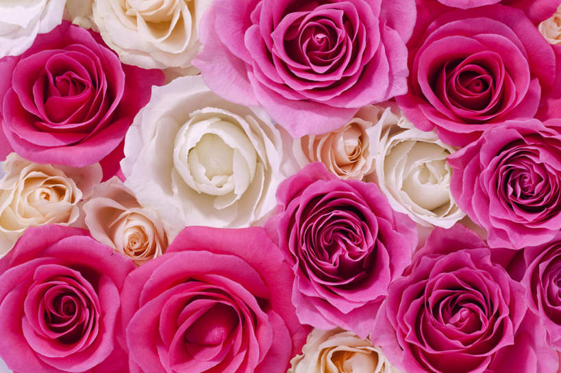 无人,横图,俯视,室内,特写,爱情,幸福,纯洁,热情,玫瑰,许多,盛开,玫瑰花,浪漫,花蕾,花,花瓣,花朵,鲜花,紫色,白色,花苞,花蕊,温暖,温馨,恩爱,摄影,影棚,和睦,感动,尊敬,天真,刺玫花,徘徊花,墙纸,彩图,高角度拍摄,影棚拍摄,拍摄,融洽