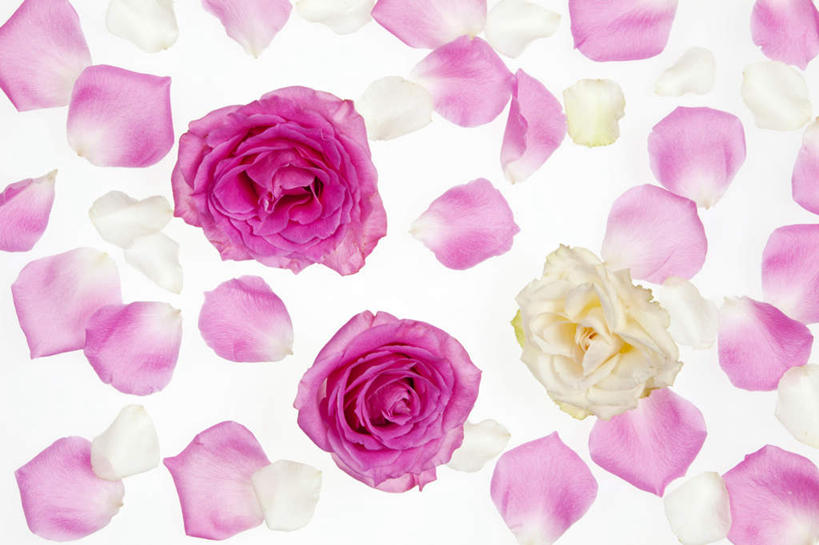 无人,横图,俯视,室内,特写,白天,白色背景,爱情,幸福,纯洁,热情,玫瑰,三朵,许多,盛开,玫瑰花,浪漫,花蕾,花,花瓣,花朵,鲜花,紫色,白色,花苞,花蕊,温暖,温馨,恩爱,摄影,影棚,和睦,感动,尊敬,天真,刺玫花,徘徊花,彩图,高角度拍摄,影棚拍摄,拍摄,融洽