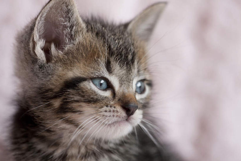 无人,横图,室内,特写,白天,正面,宠物,猫,纺织品,阴影,朦胧,模糊,装饰,反射,毛毯,毯子,影子,注视,纺织,一只,粉色,动物,垫子,观察,看,温暖,可爱,观看,华丽,修饰,点缀,察看,关注,猫咪,衬托,美观,雅致,雅观,半身,彩图