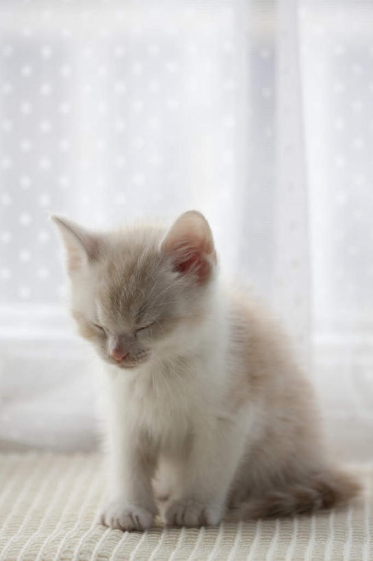 无人,坐,闭眼,睡,竖图,室内,特写,白天,正面,窗帘,宠物,猫,纺织品,阴影,装饰,反射,毛毯,毯子,影子,纺织,一只,白色,帘子,动物,垫子,温暖,遮阳,可爱,华丽,修饰,点缀,猫咪,衬托,美观,雅致,雅观,闭眼睛,闭着眼,闭着眼睛,困,困觉,寝息,睡觉,坐着,彩图,全身