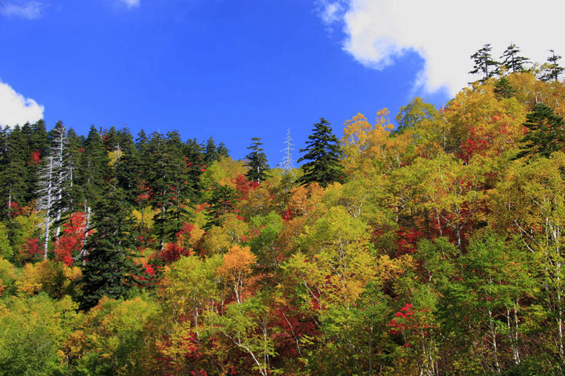 无人,横图,室外,白天,仰视,旅游,度假,石头,美景,秋季,山,山脉,树林,植物,北海道,日本,亚洲,一排,阴影,整齐,光线,石子,影子,景观,山顶,山峰,云,云朵,山峦,云彩,娱乐,树,树木,排列,黄色,红色,蓝色,绿色,白云,蓝天,天空,阳光,自然,群山,天,享受,休闲,景色,放松,生长,晴朗,成长,队列,自然风光,东亚,沉积岩,日本国,北海道地方,北海道岛,道北,颠峰,极峰,水成岩,石块,岩石,晴空,秋,秋天,彩图,低角度拍摄,上川支厅