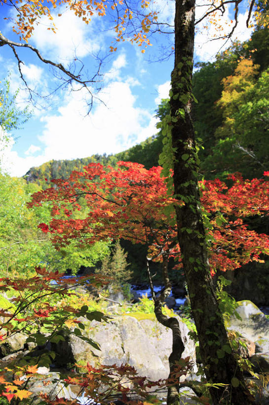 无人,竖图,室外,白天,正面,旅游,度假,湖,湖泊,美景,秋季,树林,水,植物,北海道,日本,亚洲,阴影,光线,影子,湖面,景观,水流,水面,云,云朵,云彩,娱乐,树,树木,黄色,红色,蓝色,绿色,白云,蓝天,天空,阳光,自然,湖水,天,享受,休闲,景色,放松,生长,晴朗,成长,自然风光,东亚,日本国,北海道地方,北海道岛,晴空,秋,秋天,彩图
