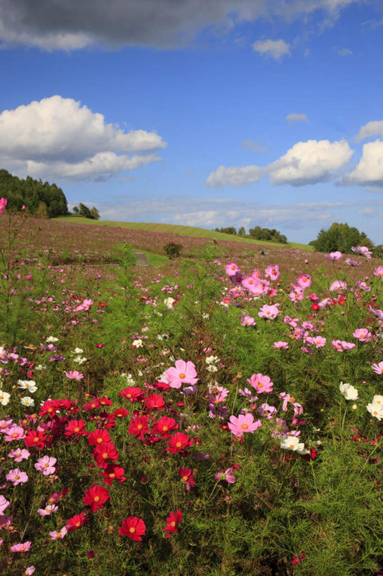 无人,竖图,室外,白天,正面,旅游,度假,草地,草坪,花海,花圃,美景,树林,植物,叶子,北海道,日本,亚洲,阴影,盛开,光线,影子,景观,云,云朵,花蕾,云彩,娱乐,草,花,花瓣,花朵,花卉,鲜花,树,树木,粉色,红色,蓝色,绿色,白色,白云,蓝天,天空,阳光,自然,花丛,花束,花田,天,花苞,花蕊,享受,休闲,景色,放松,生长,晴朗,成长,自然风光,东亚,日本国,北海道地方,北海道岛,晴空,彩图