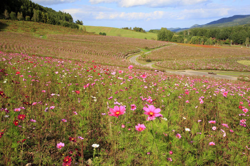 无人,横图,俯视,室外,白天,旅游,度假,自由,幸福,草地,草坪,花海,花圃,石头,美景,山,山脉,树林,植物,道路,路,叶子,北海道,日本,亚洲,阴影,盛开,光线,石子,影子,景观,山顶,山峰,云,云朵,小路,波斯菊,交通,山峦,花蕾,云彩,娱乐,草,花,花瓣,花朵,花卉,鲜花,树,树木,粉色,红色,蓝色,绿色,白色,白云,蓝天,天空,阳光,自然,花丛,花束,花田,群山,天,花苞,花蕊,清洁,享受,休闲,菊花,景色,放松,大波斯菊,乡间小路,生长,晴朗,成长,吉祥,自然风光,东亚,沉积岩,日本国,北海道地方,北海道岛,高洁,秋英,格桑花,秋樱,扫帚梅,八瓣梅,初恋,多情,颠峰,极峰,水成岩,石块,岩石,晴空,彩图,高角度拍摄,时光
