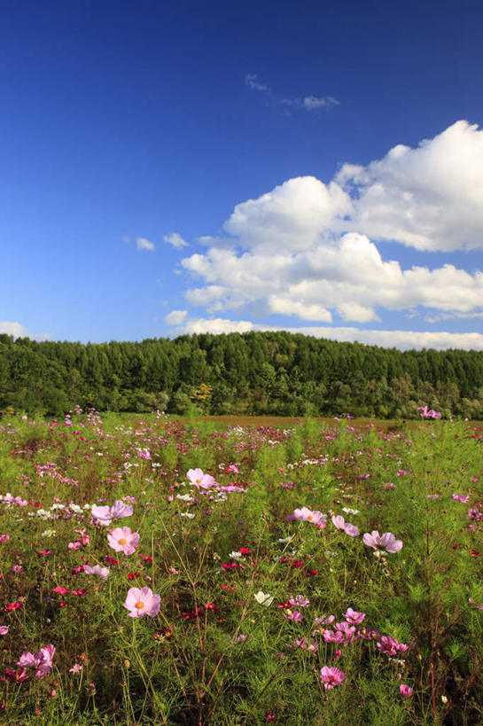 无人,竖图,室外,白天,正面,旅游,度假,自由,幸福,草地,草坪,花海,花圃,美景,树林,植物,叶子,北海道,日本,亚洲,阴影,盛开,光线,影子,景观,云,云朵,波斯菊,花蕾,云彩,娱乐,草,花,花瓣,花朵,花卉,鲜花,树,树木,粉色,红色,蓝色,绿色,白色,白云,蓝天,天空,阳光,自然,花丛,花束,花田,天,花苞,花蕊,清洁,享受,休闲,菊花,景色,放松,大波斯菊,生长,晴朗,成长,吉祥,自然风光,东亚,日本国,北海道地方,北海道岛,高洁,秋英,格桑花,秋樱,扫帚梅,八瓣梅,初恋,多情,晴空,彩图,时光