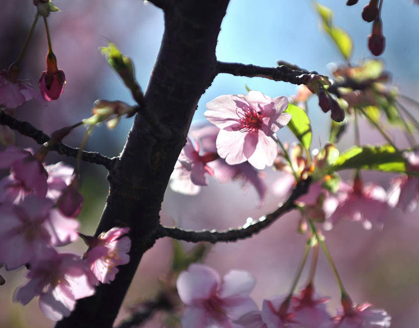 无人,横图,室外,特写,白天,正面,旅游,度假,幸福,纯洁,美景,樱花,叶子,神奈川,日本,亚洲,许多,阴影,光线,影子,景观,绿叶,神奈川县,娱乐,树枝,蓝色,蓝天,天空,阳光,自然,天,享受,休闲,嫩叶,景色,放松,等待,生命,自然风光,东亚,本州,关东地方,本州岛,日本国,仙樱花,福岛樱,青肤樱,高尚,热烈,叶,叶片,荆桃,彩图