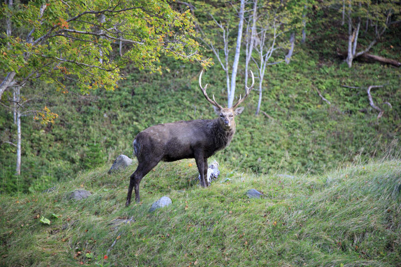 无人,站,横图,室外,白天,正面,旅游,度假,幸福,草地,草坪,美景,树林,植物,哺乳动物,鹿,野生动物,北海道,日本,亚洲,阴影,光线,影子,景观,云,云朵,云彩,扭头,注视,娱乐,草,树,树木,蓝色,绿色,白云,蓝天,天空,阳光,自然,动物,天,观察,看,站着,转头,享受,休闲,景色,放松,可爱,活泼,生长,晴朗,成长,观看,吉祥,察看,关注,自然风光,东亚,日本国,北海道地方,北海道岛,进取,角鹿,晴空,驯鹿,站立,彩图