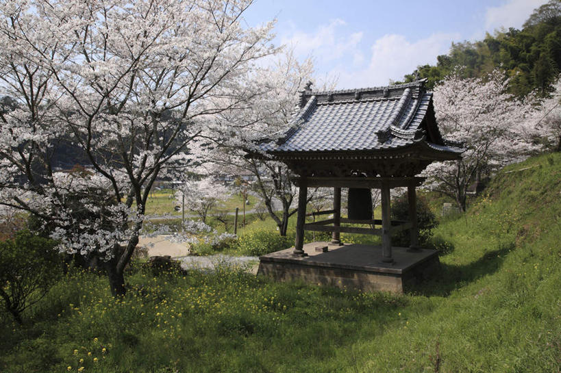 无人,横图,室外,白天,正面,旅游,度假,幸福,纯洁,草地,草坪,美景,树林,植物,城市风光,城市,道路,地标,建筑,路,樱花,大分县,日本,亚洲,阴影,节日,光线,影子,景观,云,云朵,小路,樱花树,交通,云彩,文化,娱乐,建设,草,树,树木,蓝色,绿色,白云,蓝天,天空,阳光,自然,天,祈祷,享受,休闲,健康,景色,放松,许愿,宗教,信仰,生长,晴朗,成长,等待,纪念,祈求,生命,自然风光,东亚,日本国,九州本岛,九州,九州岛,九州地方,仙樱花,福岛樱,青肤樱,高尚,大分,热烈,平安,晴空,荆桃,彩图