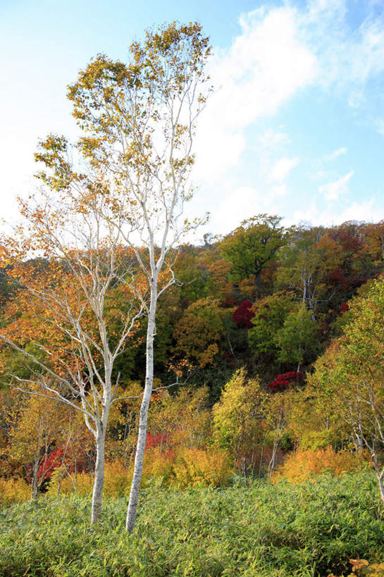 无人,竖图,室外,白天,仰视,旅游,度假,草地,草坪,美景,秋季,树林,植物,北海道,日本,亚洲,许多,阴影,光线,影子,景观,云,云朵,云彩,娱乐,草,树,树木,黄色,红色,蓝色,绿色,白云,蓝天,天空,阳光,自然,天,享受,休闲,景色,放松,生长,晴朗,成长,自然风光,东亚,日本国,北海道地方,北海道岛,晴空,秋,秋天,彩图,低角度拍摄