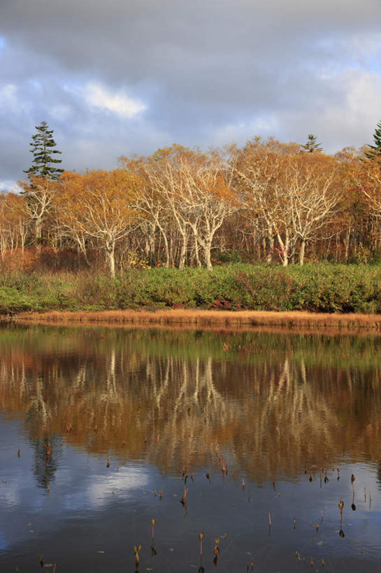 无人,竖图,室外,白天,正面,旅游,度假,草地,草坪,湖,湖泊,美景,秋季,树林,水,植物,北海道,日本,亚洲,一排,阴影,整齐,光线,影子,湖面,景观,水流,水面,云,云朵,云彩,娱乐,草,树,树木,排列,黄色,红色,蓝色,绿色,白云,蓝天,天空,阳光,自然,湖水,天,享受,休闲,景色,放松,生长,晴朗,成长,队列,自然风光,东亚,日本国,北海道地方,北海道岛,晴空,秋,秋天,彩图