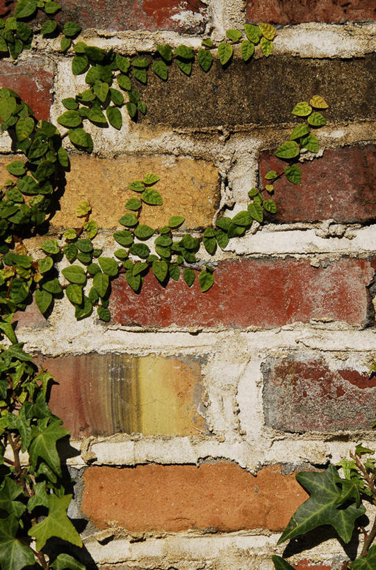 无人,竖图,室外,特写,白天,正面,石头,植物,叶子,一排,整齐,石子,墙,绿叶,墙壁,墙面,排列,黄色,红色,藤蔓,嫩叶,队列,叶,叶片,石块,岩石,彩图