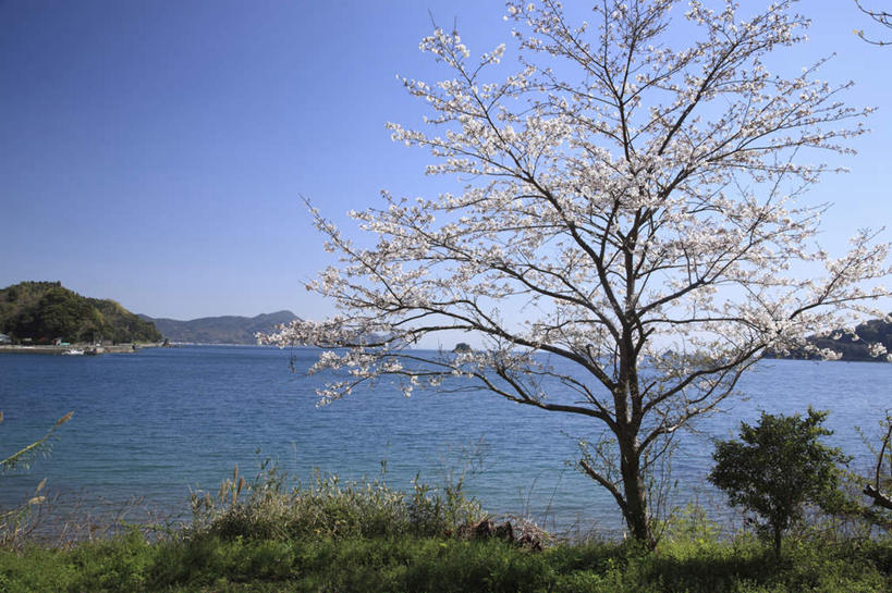 无人,横图,室外,白天,正面,旅游,度假,幸福,纯洁,草地,草坪,岛屿,湖,湖泊,石头,美景,山,山脉,水,植物,轮船,船,樱花,大分县,日本,亚洲,一艘,许多,阴影,光线,石子,影子,湖面,景观,山顶,山峰,水流,水面,云,云朵,樱花树,山峦,云彩,娱乐,草,树,树木,蓝色,绿色,白云,蓝天,天空,阳光,自然,交通工具,湖水,群山,天,享受,休闲,景色,放松,生长,晴朗,成长,等待,生命,自然风光,载具,东亚,沉积岩,日本国,九州本岛,九州,九州岛,九州地方,仙樱花,福岛樱,青肤樱,高尚,大分,热烈,颠峰,极峰,水成岩,列岛,群岛,石块,岩石,诸岛,晴空,荆桃,彩图