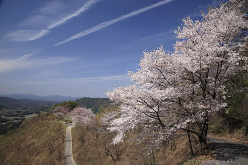 无人,家,横图,俯视,室外,白天,旅游,度假,幸福,纯洁,草地,草坪,石头,美景,山,山脉,植物,道路,路,樱花,大分县,日本,亚洲,许多,阴影,光线,石子,影子,房屋,屋子,景观,山顶,山峰,云,云朵,小路,樱花树,交通,山峦,云彩,娱乐,楼房,住宅,草,树,树木,蓝色,绿色,白云,蓝天,天空,阳光,自然,群山,天,享受,休闲,景色,放松,生长,晴朗,成长,等待,生命,自然风光,东亚,沉积岩,日本国,九州本岛,九州,九州岛,九州地方,仙樱花,福岛樱,青肤樱,高尚,大分,热烈,颠峰,极峰,水成岩,石块,岩石,晴空,荆桃,彩图,高角度拍摄,房子