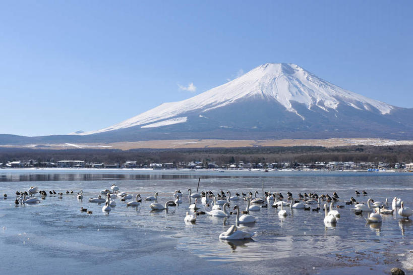 无人,家,横图,室外,白天,正面,旅游,度假,草地,草坪,湖,湖泊,火山,石头,美景,山,山脉,树林,水,植物,道路,路,鸟,野生动物,天鹅,富士山,静冈县,许多,阴影,光线,鸟类,石子,影子,房屋,屋子,湖面,景观,山顶,山峰,水流,水面,云,云朵,山峦,云彩,娱乐,楼房,住宅,草,树,树木,蓝色,绿色,白云,蓝天,天空,阳光,自然,动物,湖水,群山,天,享受,休闲,景色,放松,可爱,生长,晴朗,成长,自然风光,沉积岩,静冈,颠峰,极峰,水成岩,活火山,石块,死火山,休眠火山,岩石,晴空,鹄,彩图,房子