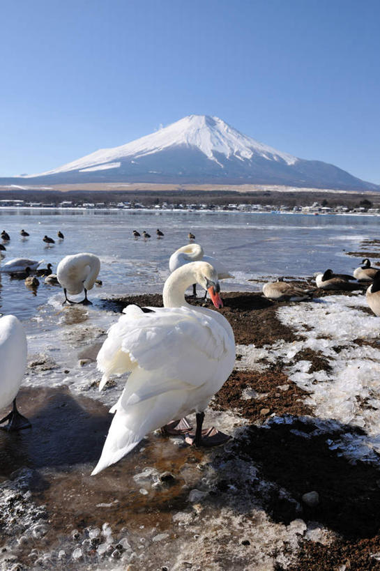 无人,竖图,室内,白天,正面,旅游,度假,湖,湖泊,火山,石头,美景,山,山脉,水,雪,大雪,鸟,野生动物,天鹅,富士山,静冈县,阴影,反射,鸟类,石子,影子,湖面,积雪,景观,山顶,山峰,水流,水面,土地,雪景,云,云朵,冬季,冬天,山峦,云彩,娱乐,蓝色,白云,蓝天,天空,自然,动物,湖水,群山,天,享受,休闲,景色,放松,寒冷,可爱,晴朗,自然风光,沉积岩,静冈,严寒,颠峰,极峰,水成岩,活火山,石块,死火山,休眠火山,岩石,晴空,鹄,彩图