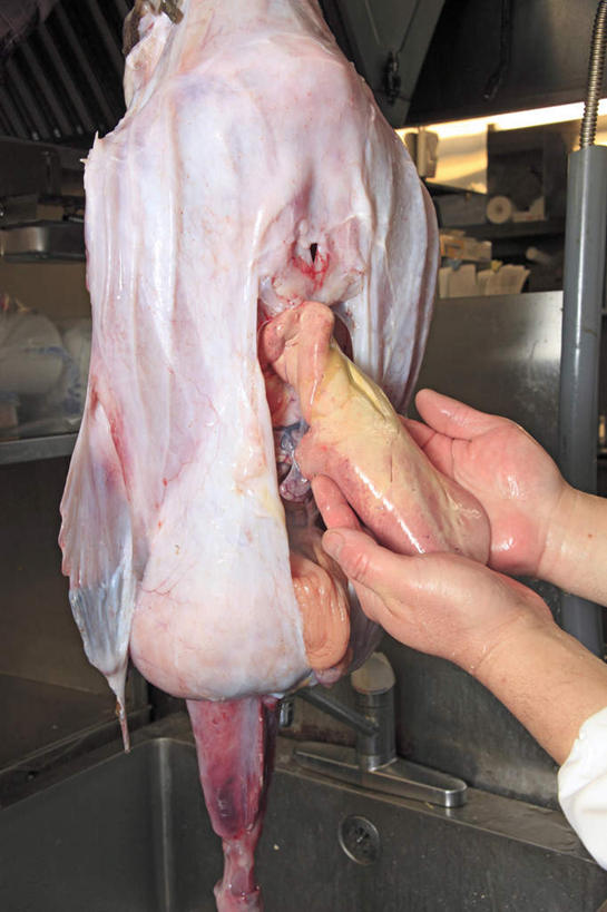 东方人,手,内脏,一个人,厨师,捧,竖图,室内,特写,白天,侧面,烹饪,厨房,厨具,亚洲,仅一个男性,仅一个人,许多,阴影,反射,工具,水槽,水龙头,影子,塑料,肉,鱼肉,料理,食品,调味料,黄种人,干净,菜肴,美食,肉类,食物,仅一个年轻男性,一个,塑料制品,碗,日式,手部,佳肴,单个,鱼钩,卫生,肉食,安康鱼,蛤蟆鱼,老头鱼,结巴鱼,丑婆,鮟鱇,鮟鱇鱼,哈蟆鱼,海哈蟆,琵琶鱼,男人,男性,年轻男性,亚洲人,厨师长,厨子,大厨,主厨,洗涤用具,端,端着,捧着,手捧,洗涤,半身,彩图,灶间